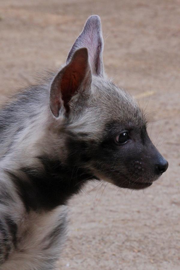 Striped Hyena Profile Photograph by Brittney Powers | Fine Art America