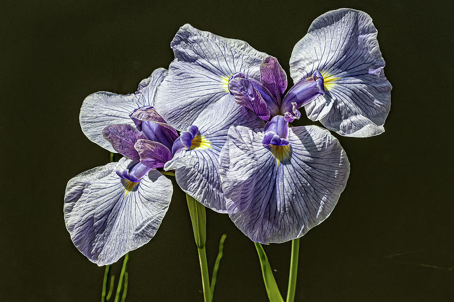 Striped iris Photograph by Shirley Mitchell