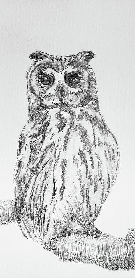 Striped Owl Drawing by Mary Capriole