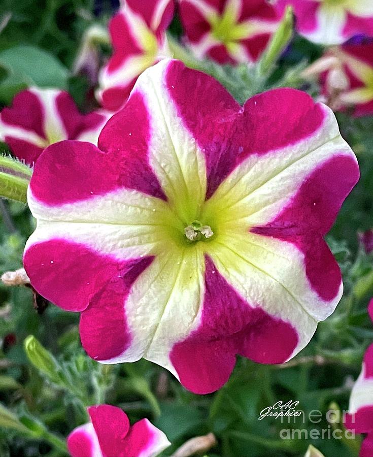 Striped Petunia Photograph by CAC Graphics