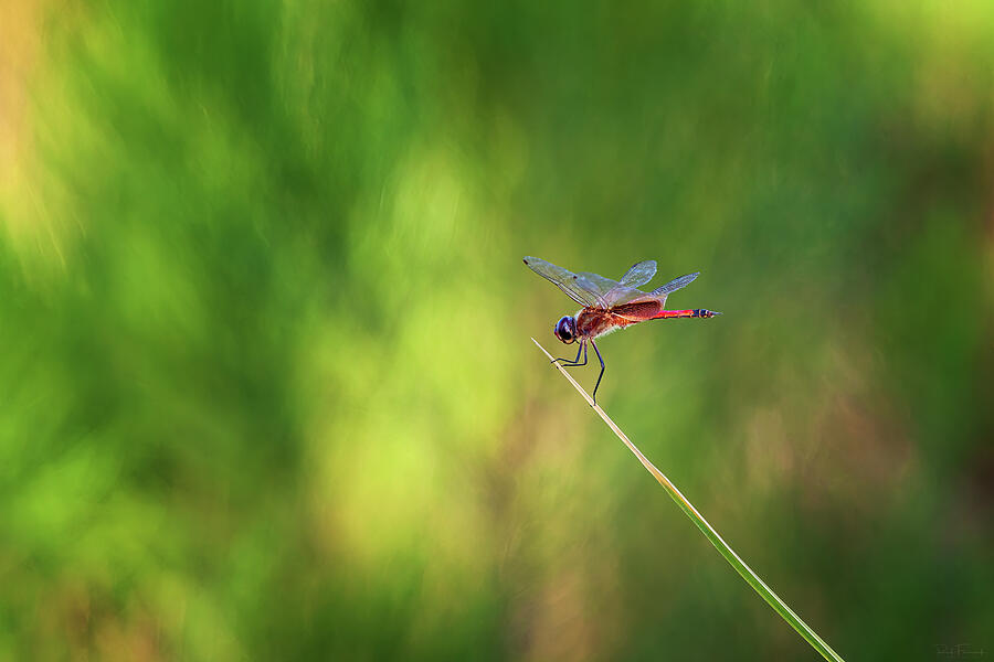 Striped Saddlebags Dragonfly Photograph by Rick Furmanek
