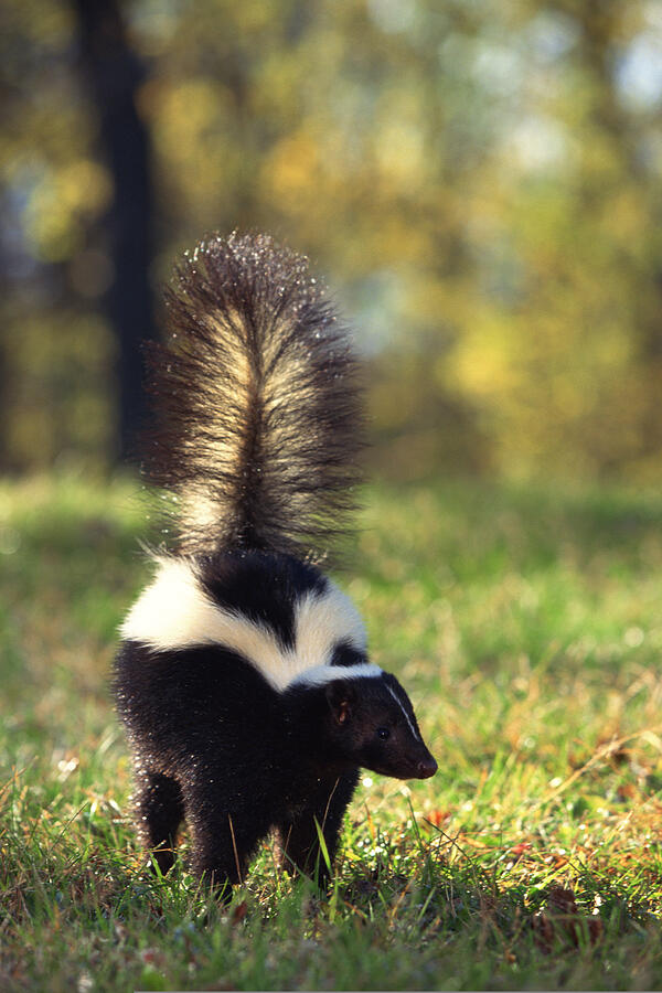 Striped skunk Photograph by Comstock Images