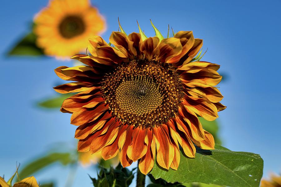 Striped sunflower 2 Photograph by Lynn Hopwood