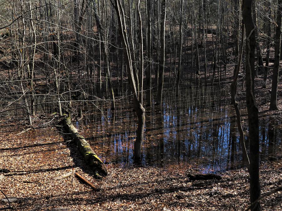 Striped Swamp Photograph