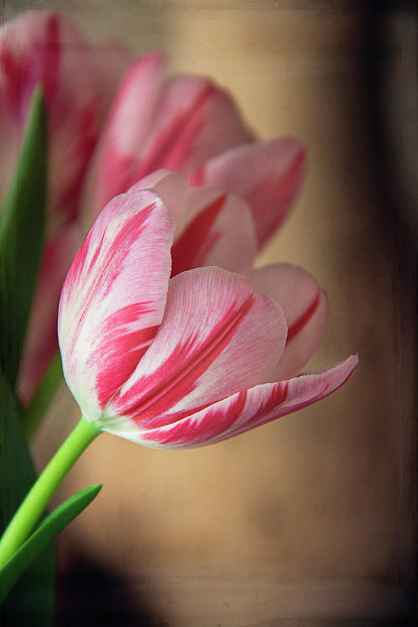 Striped Tulips Photograph by Cindi Ressler