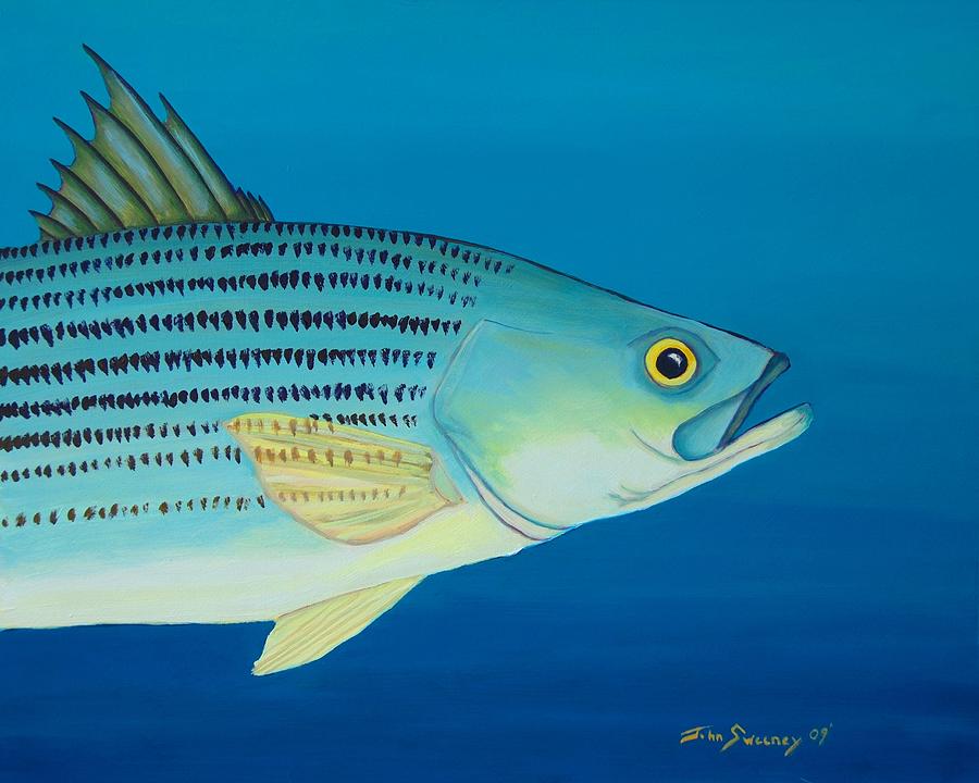 Striper Bass Profile 1B Painting by John Sweeney