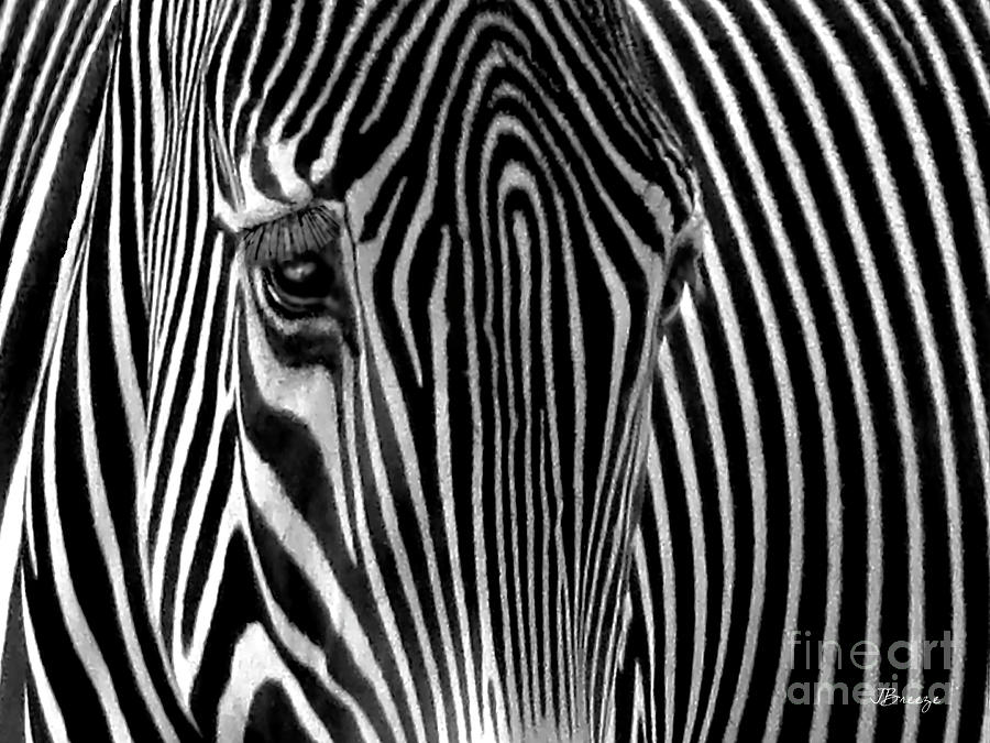 Animal Photograph - Stripes Head On by Jennie Breeze