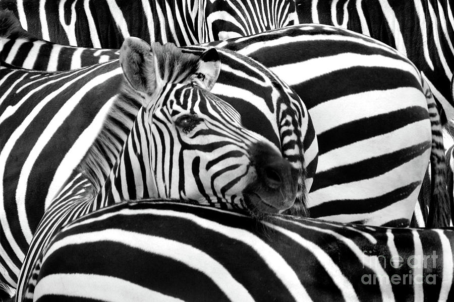 Stripes Photograph by John Hartung   ArtThatSmiles com