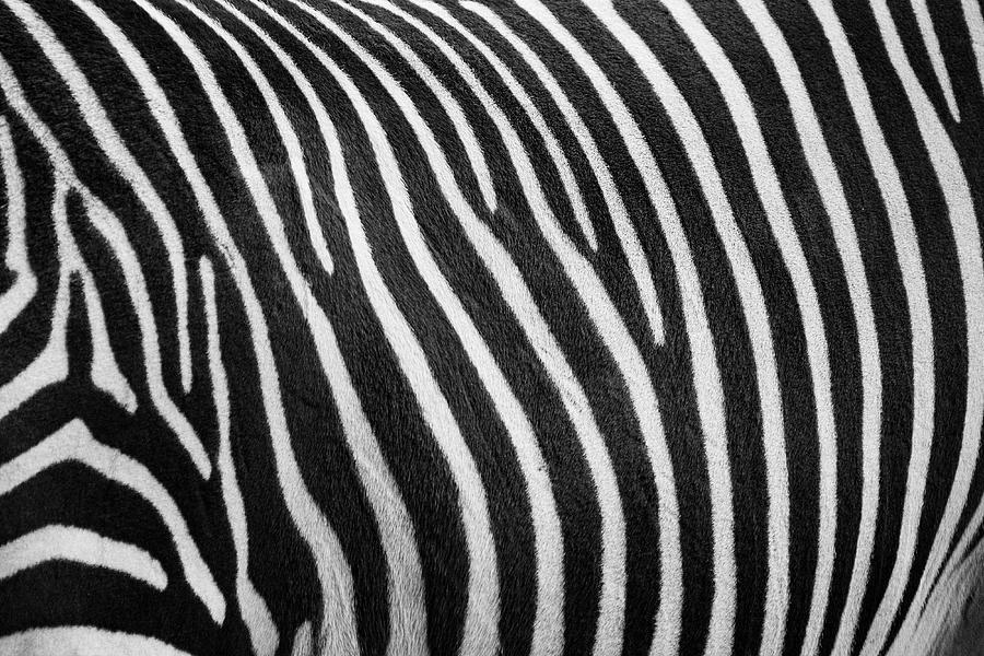 Zoo Boise Photograph - Stripes by Melissa Southern