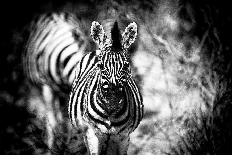 Stripes Photograph by Stefan Knauer