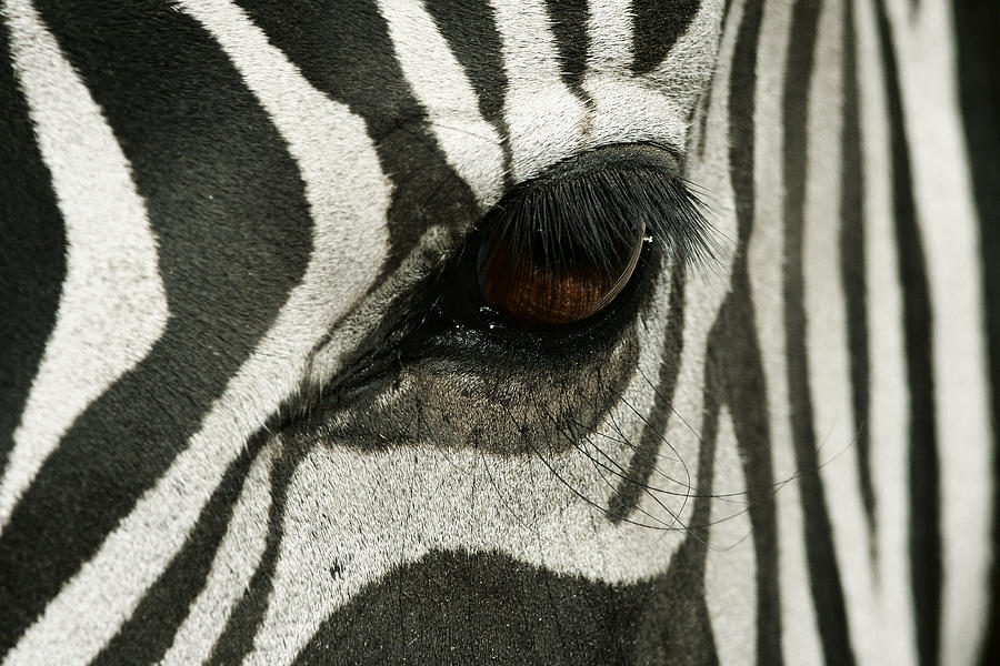 Stripes Photograph by Yuri Peress