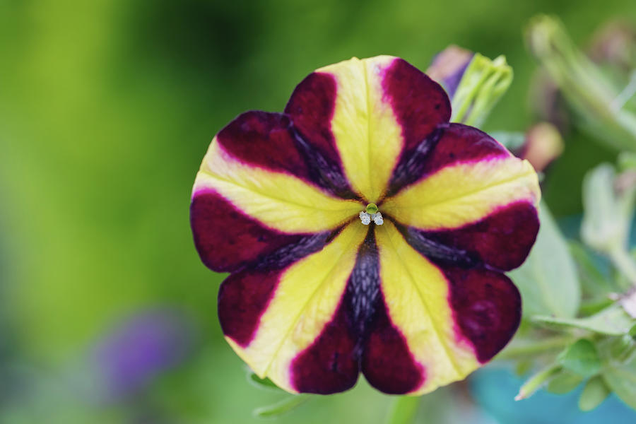 stripped flower Petunia violacea Photograph by Artush Foto | Fine Art ...