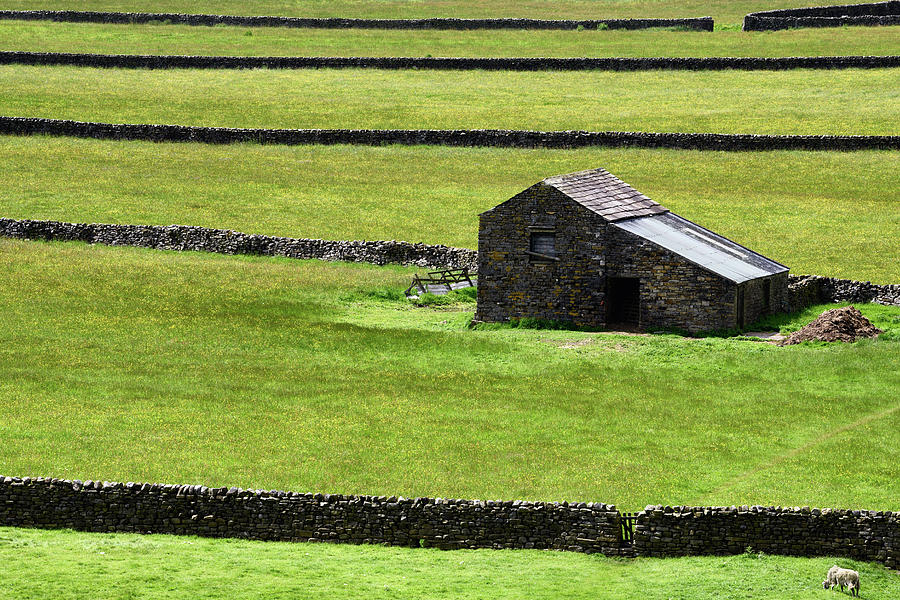 Strips of green pasture with drystone walls for Swaledale sheep  Photograph by Reimar Gaertner