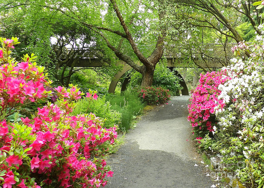 Stroll Through A Peaceful Garden Photograph by Linda Vanoudenhaegen