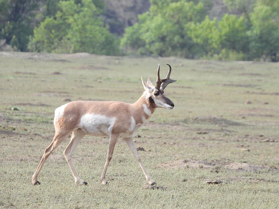 Strolling Antelope Photograph by Amanda R Wright