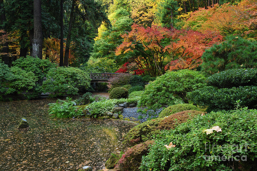 Strolling Pond and Bridge in Autumn at Portland Japanese Garden Photograph by Tom Schwabel