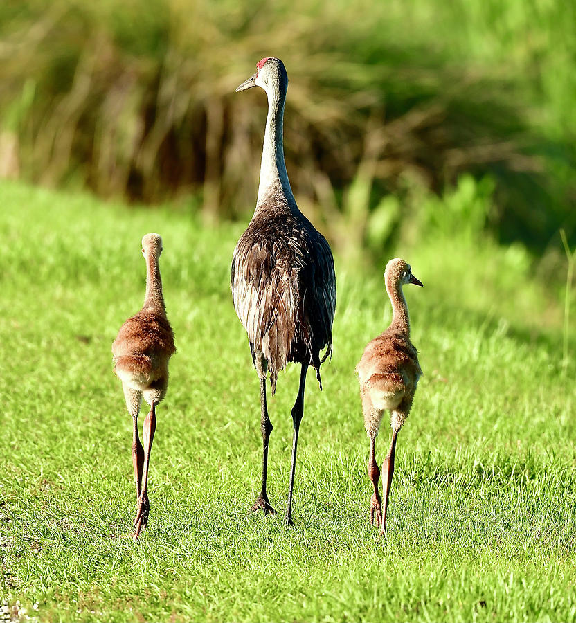 Strolling Sandhill Cranes Photograph by David Campione