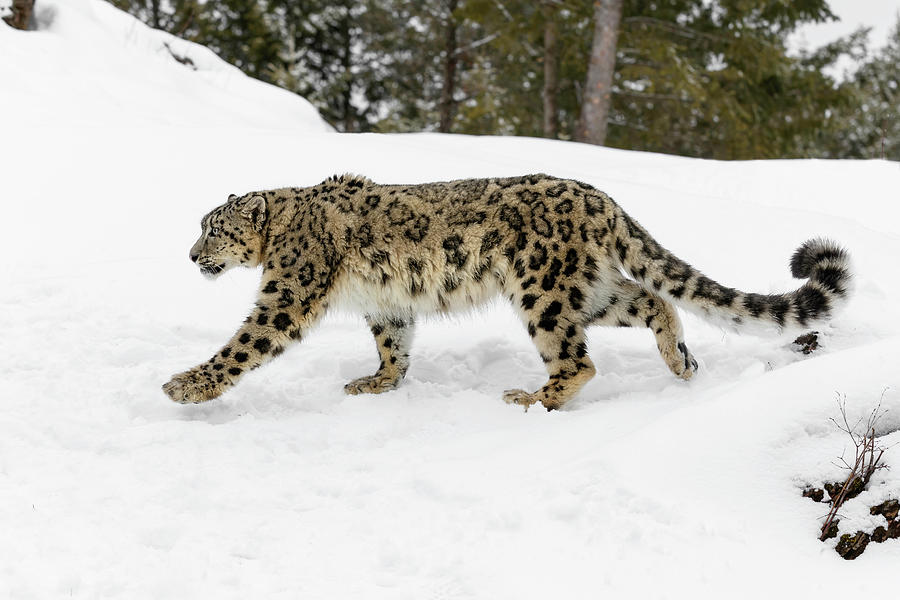Strolling Snow Leopard Photograph by Wes and Dotty Weber