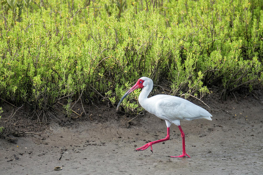 Strolling White Ibis South Padre Island Photograph by Debra Martz
