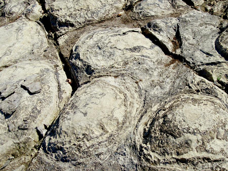 Stromatolites Photograph by Stephanie Moore