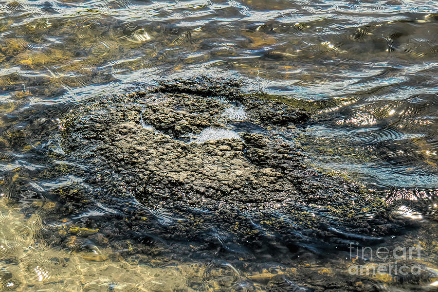 Stromatotlite Photograph by Elaine Teague