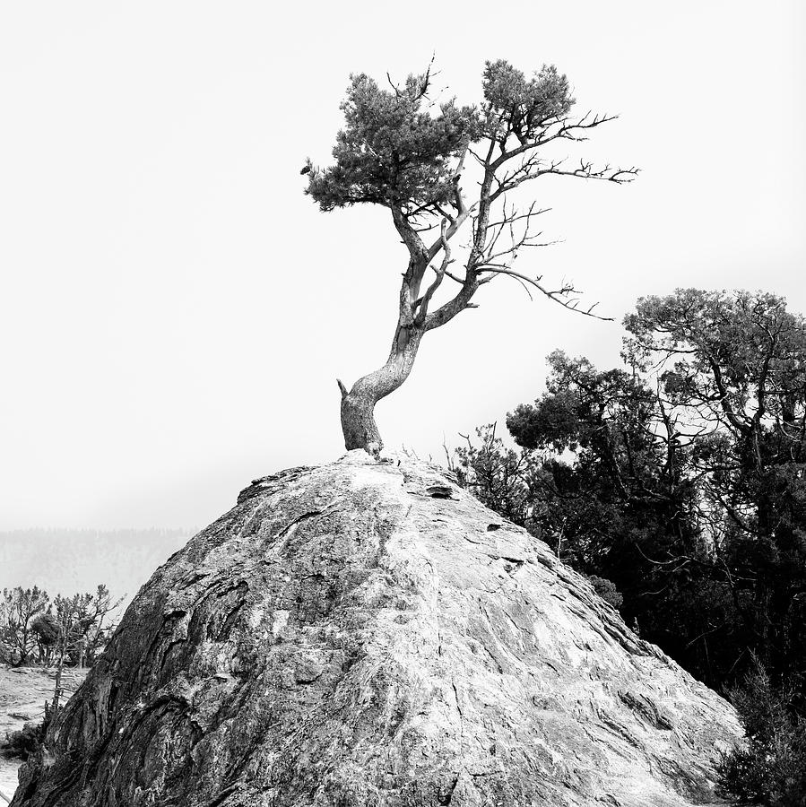 Tree Photograph - Strong Juniper on Mound by Marilyn Hunt