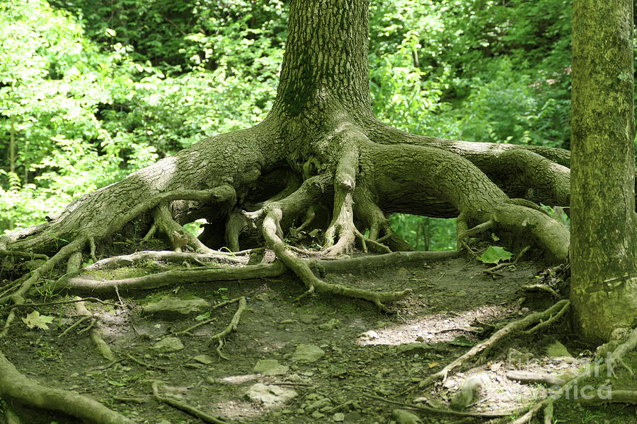 Strong Roots  Holding On Photograph by Bentley Davis