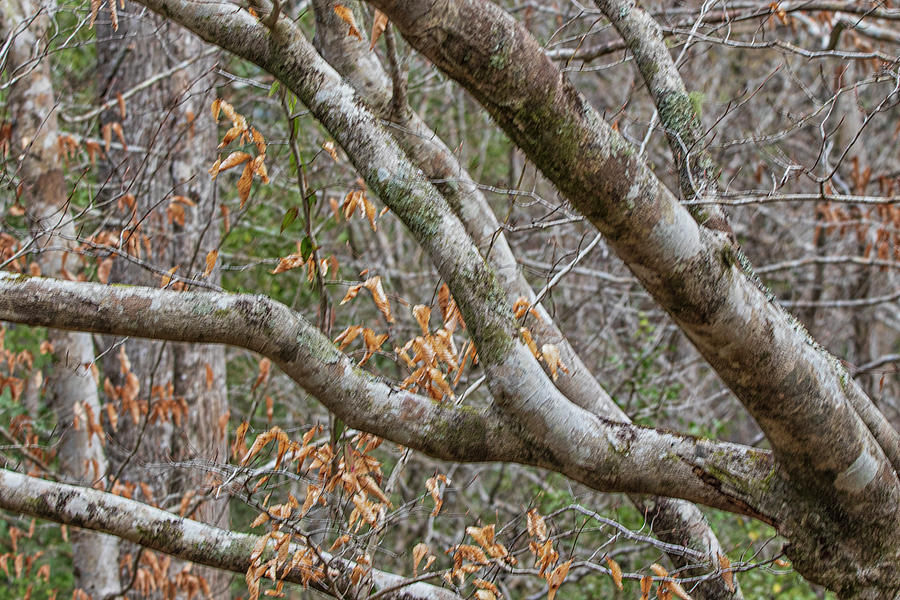 Strong Tree Branches in the Croatan Forest Photograph by Bob Decker ...