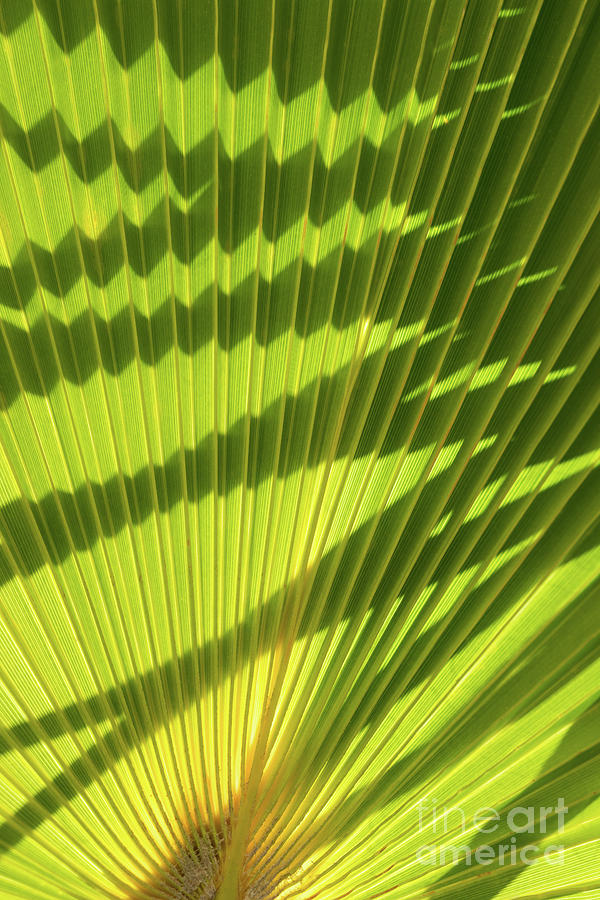 Structure of green palm leaf with shadows 1 Photograph by Adriana Mueller
