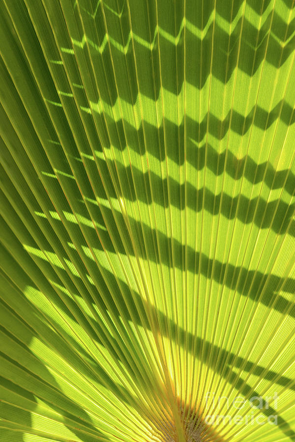 Structure of green palm leaf with shadows 2 Photograph by Adriana Mueller