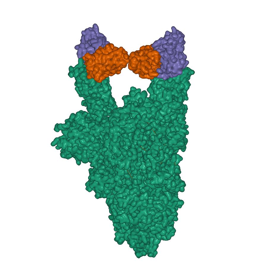 Structure of the SARS-CoV-2 spike glycoprotein homotrimer (green) in complex with the S309 neutralizing antibody Fab fragment homodimer (brown and violet) Photograph by Vdvornyk