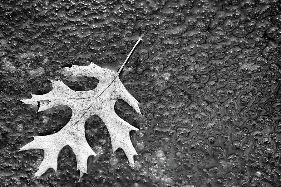 Struggling to Thaw 1 BW 022524 Photograph by Mary Bedy