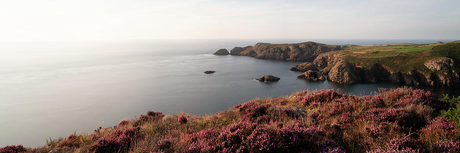 Strumble head heather pembrokeshire wales Photograph by Sonny Ryse