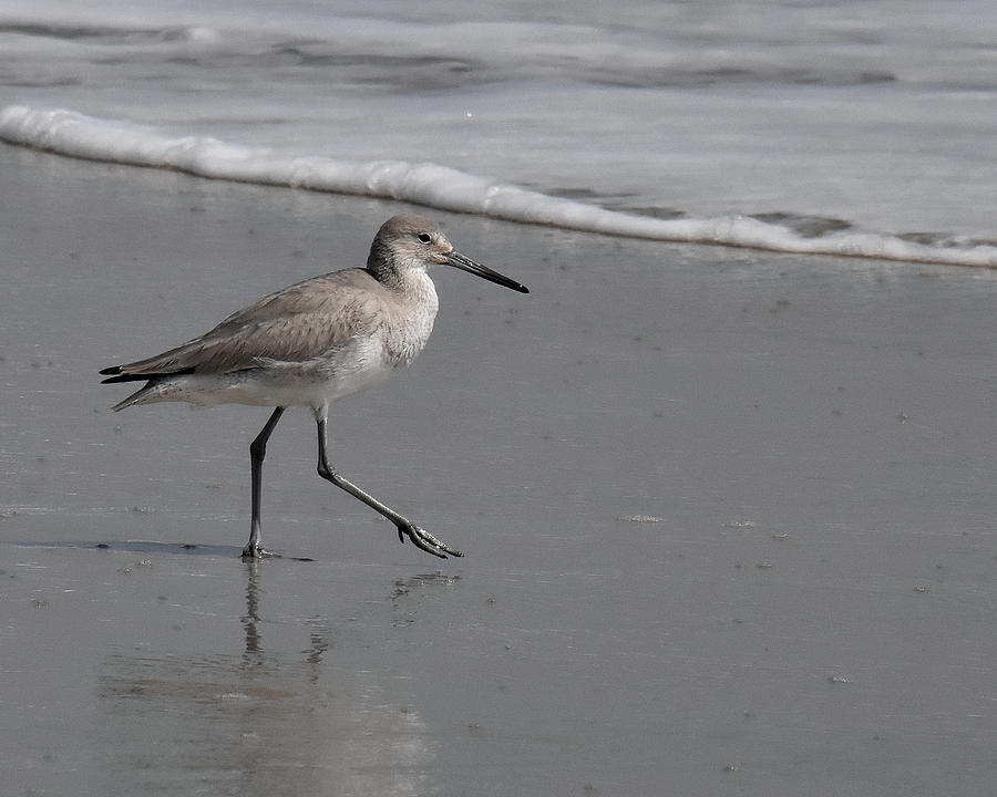 Strut Your Stuff Photograph by Greta Foose - Fine Art America