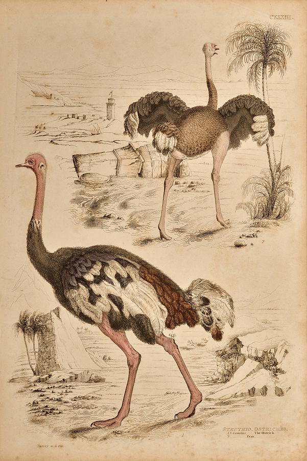 Struthio Ostriches Painting by Sydenham Teast Edwards - Fine Art America