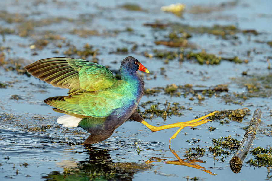 Struttin' Photograph by Jim Miller - Fine Art America