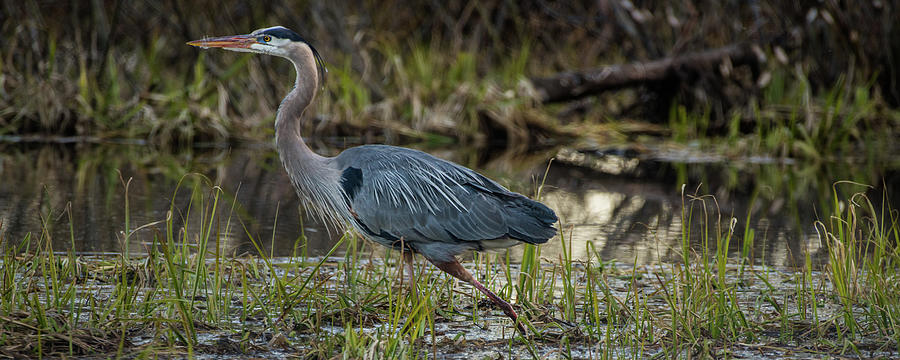 Strutting Great Blue Heron Photograph by Yeates Photography