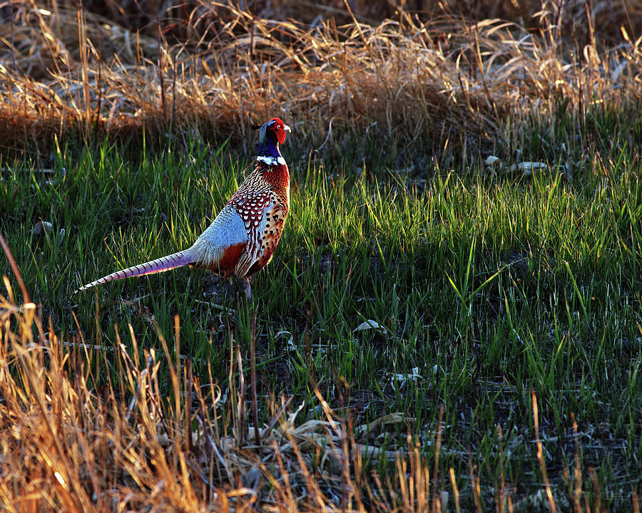 Strutting his Stuff - beautiful sunset-lit male ring-neck pheasant on ND prairie grass Photograph by Peter Herman
