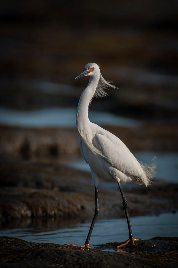 Strutting His Stuff Photograph by Daniel Fleming Strutting His Stuff Photograph by Daniel Fleming
