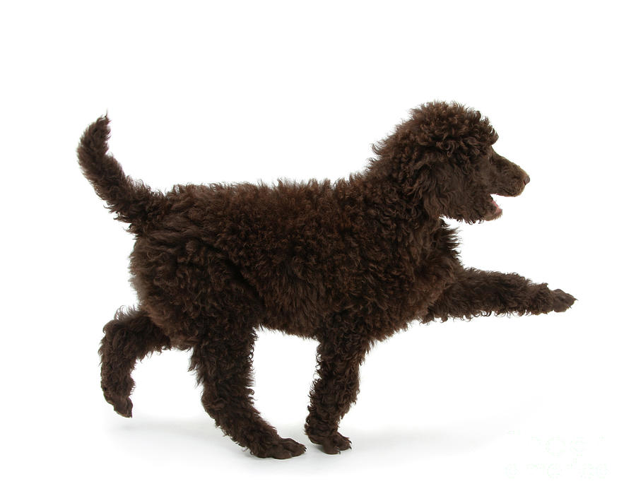 Strutting out Poodle Photograph by Warren Photographic