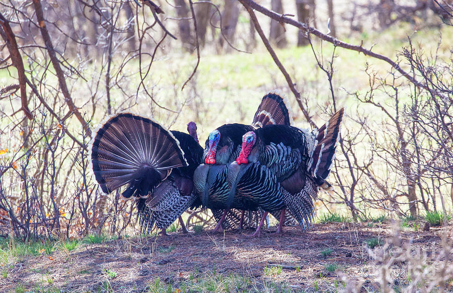 Strutting Turkeys  Photograph by Shirley Dutchkowski