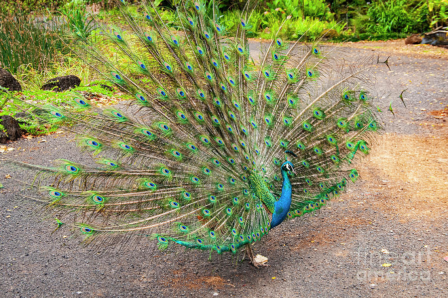Strutting Waimea Valley Peacock  Photograph by Bob Phillips