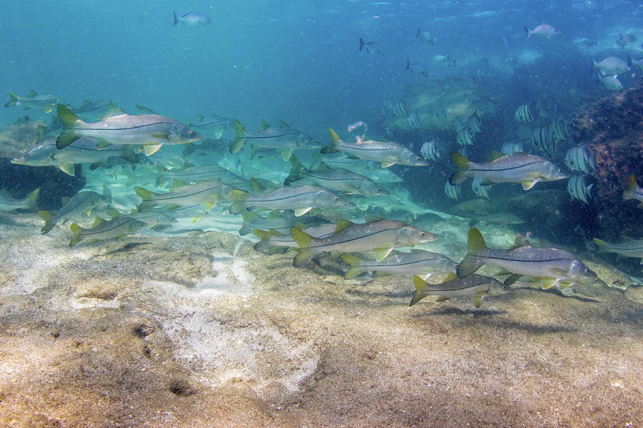 Stuatr snook Photograph by Pat Ford - Fine Art America