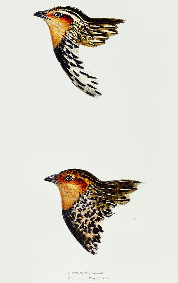 John Gould Drawing - Stubble Quail and New Zealand quail by John Gould
