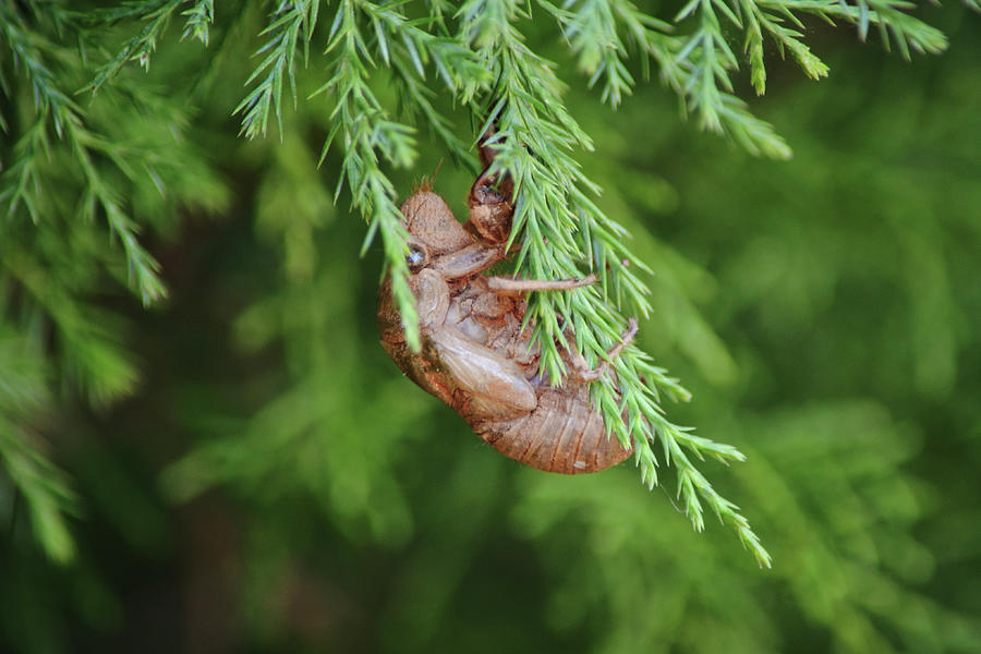 Stuck On You Cicada Bug In Cedar Photograph