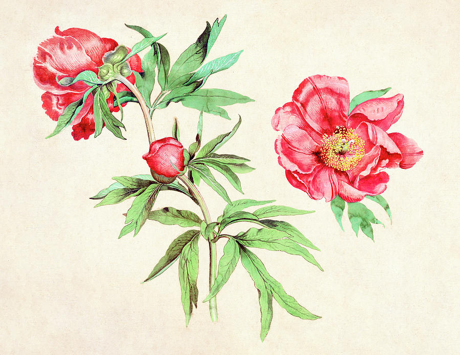 Studies of Peonies by Martin Schongauer Painting by Bob Pardue