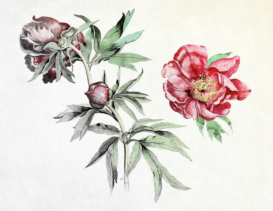 Studies of Peonies by Martin Schongauer Colorized 2 Painting by Bob Pardue