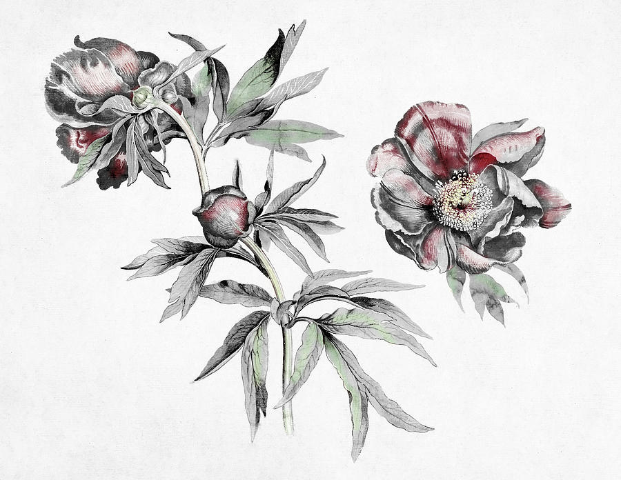 Studies of Peonies by Martin Schongauer Colorized Painting by Bob Pardue