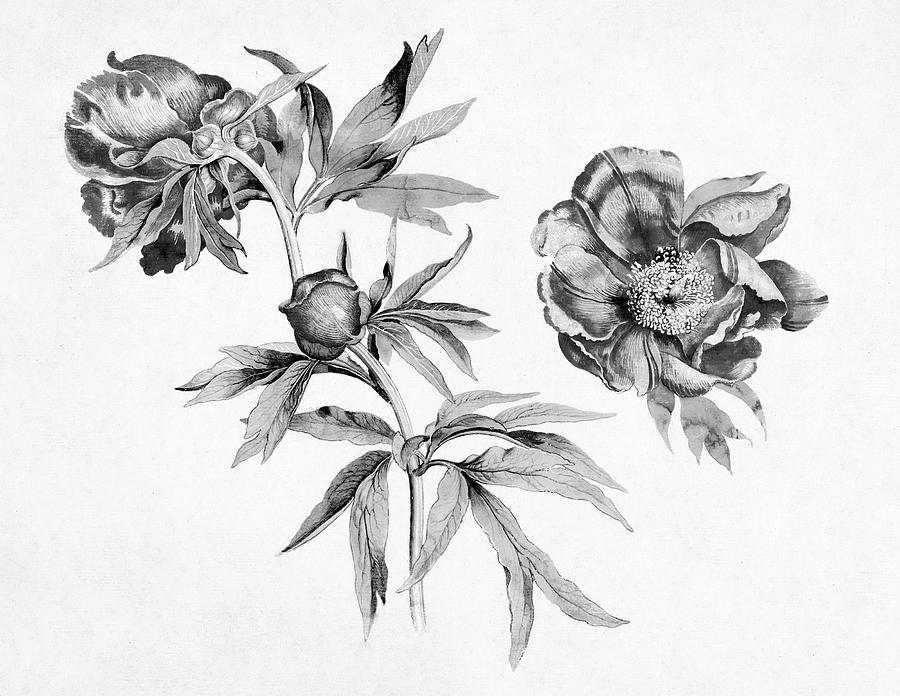 Studies of Peonies by Martin Schongauer in Black and White Painting by Bob Pardue