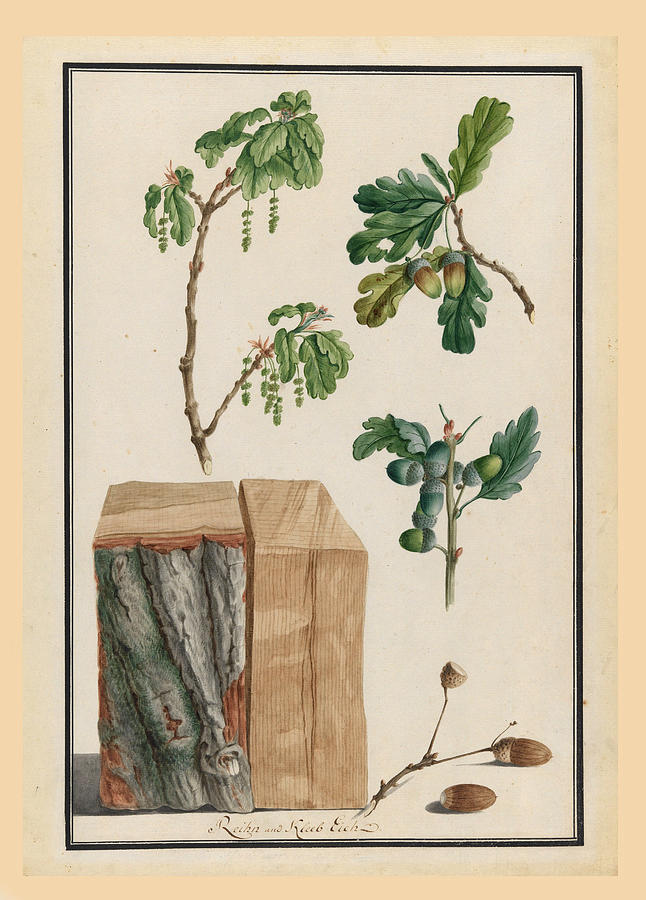 Studies of the blossoms, fruits and trunk of an English oak. Quercus robur Drawing by Ludwig Pfleger